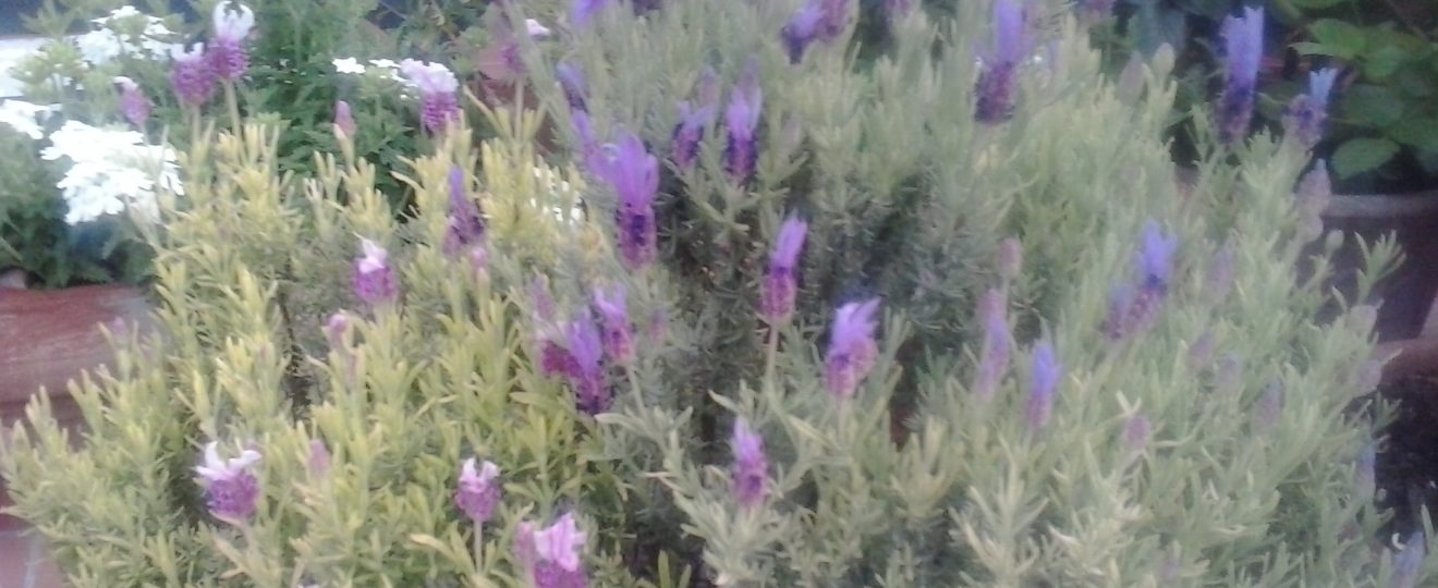 LAVANDA tra Leggenda e Magia