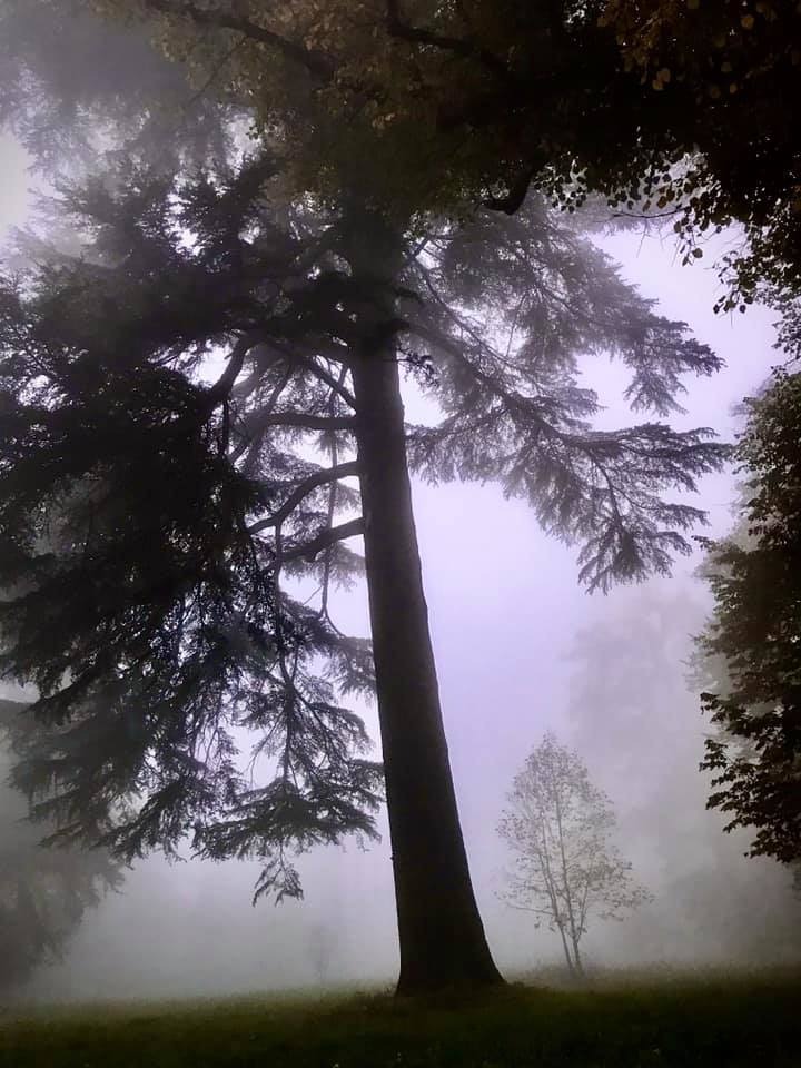 Immagine di albero nel bosco con nebbia sullo sfondo, molto fiabesca 
